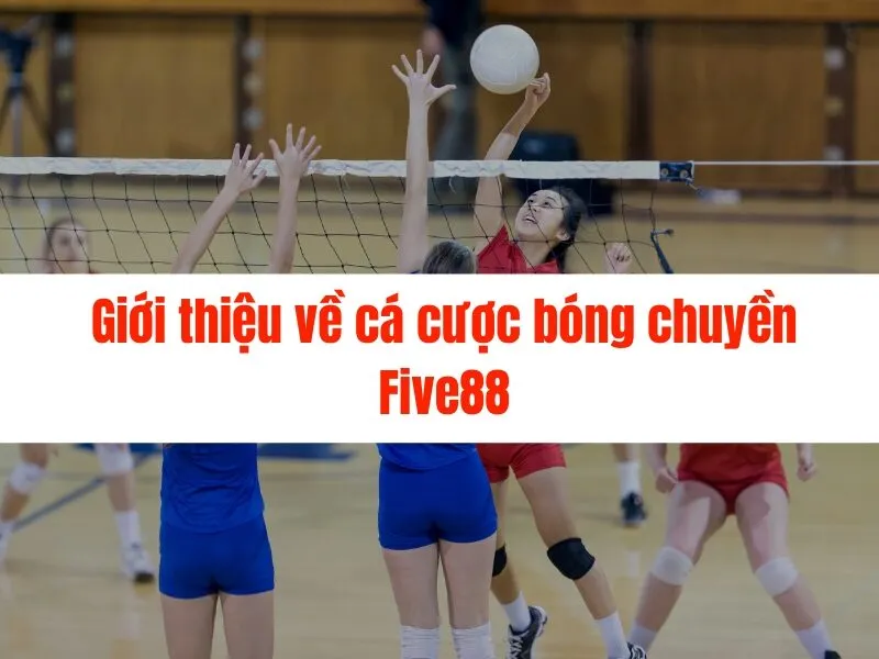 Cá cược bóng chuyền Five88: Hướng dẫn chi tiết